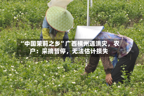 “中国茉莉之乡	”广西横州遇洪灾，农户：采摘暂停，无法估计损失-第2张图片