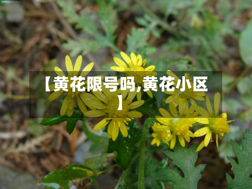 【黄花限号吗,黄花小区】-第2张图片