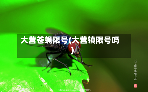 大营苍蝇限号(大营镇限号吗)