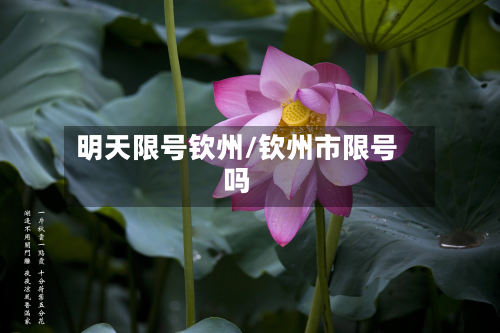 明天限号钦州/钦州市限号吗