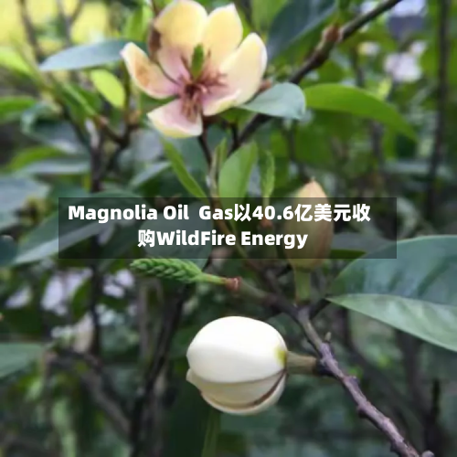 Magnolia Oil  Gas以40.6亿美元收购WildFire Energy-第2张图片