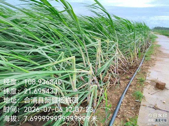 台风“美莎克	”对广西甘蔗的初步影响分析