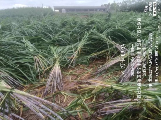 台风“美莎克”对广西甘蔗的初步影响分析